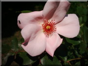 Rosier Petit Papillon